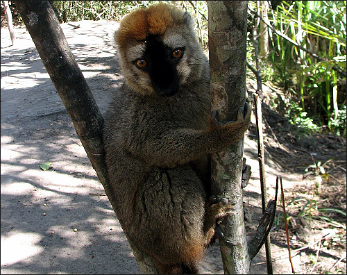 여우원숭이, Red Front-Head Brown Lemur 